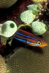 Manado-Indonesia. F90X+105mm by Acquadro Clemente 